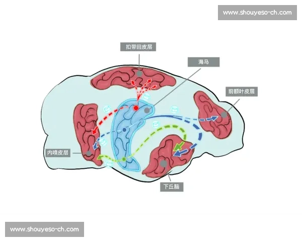 提升身体运动效率的科学方法与训练策略全面解析